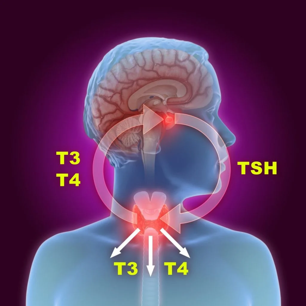thyroid function and gland